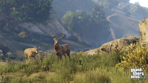 Elk graze in the grass