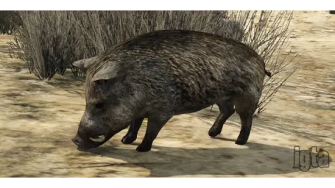 GTA 5 Animal Boar