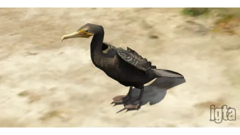 GTA 5 Animal Cormorant