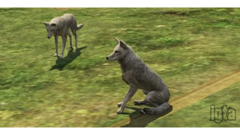 GTA 5 Animal Coyote