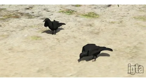GTA 5 Animal Crow