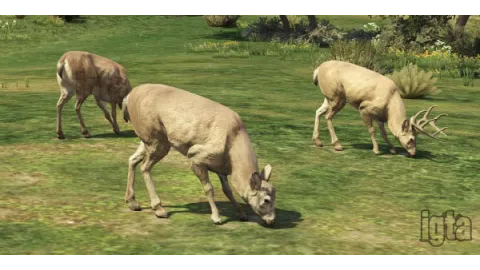 GTA 5 Animal Deer