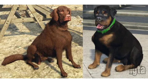 GTA 5 Animal Dogs 1