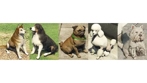 GTA 5 Animal Dogs 2