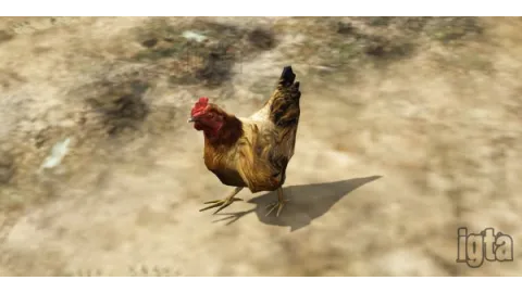 GTA 5 Animal Hen