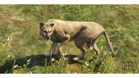 GTA 5 Animal Mountain Lion
