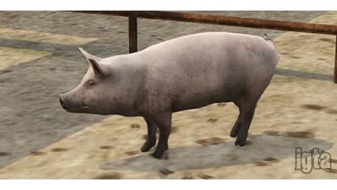 GTA 5 Animal Pig