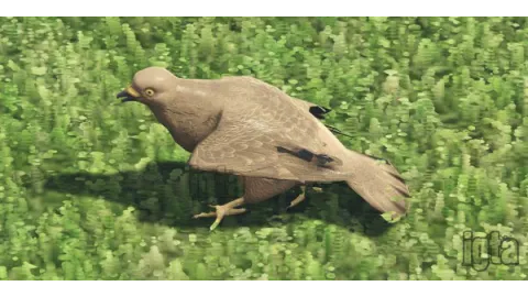 GTA 5 Animal Pigeon