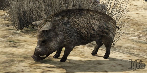 GTA 5 Animal Boar