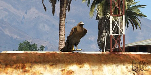 GTA 5 Animal Chicken Hawk