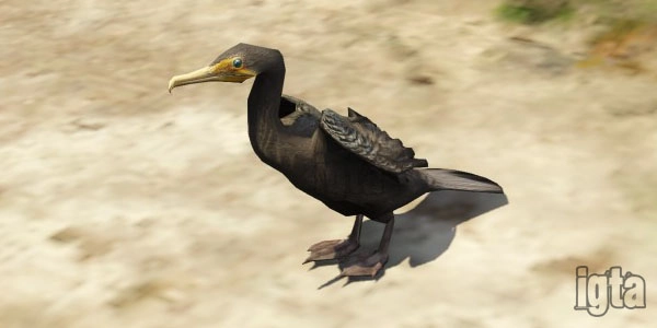 GTA 5 Animal Cormorant