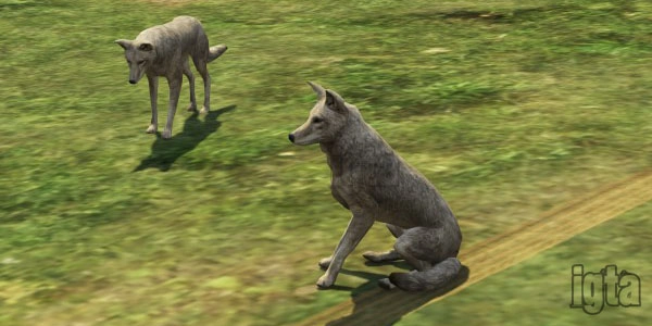 GTA 5 Animal Coyote