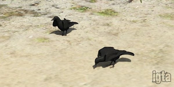 GTA 5 Animal Crow