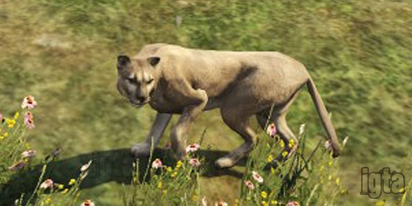 GTA 5 Animal Mountain Lion