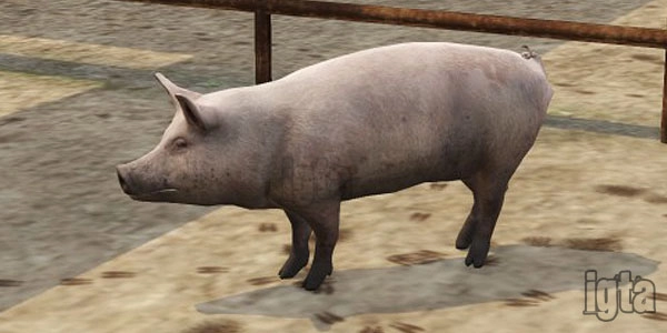 GTA 5 Animal Pig