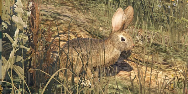 GTA 5 Animal Rabbit