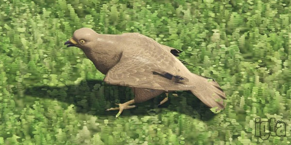 GTA 5 Animal Pigeon